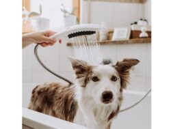 Hansgrohe Dogshower (4)